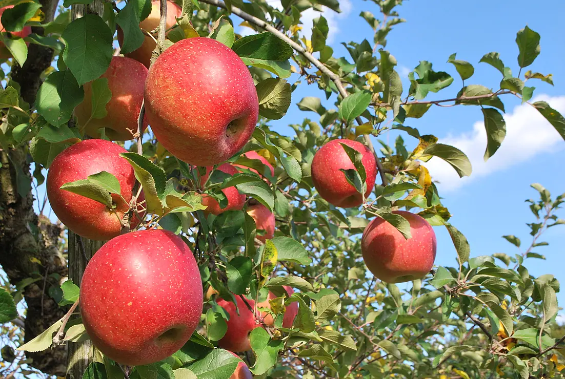 木に実るりんご