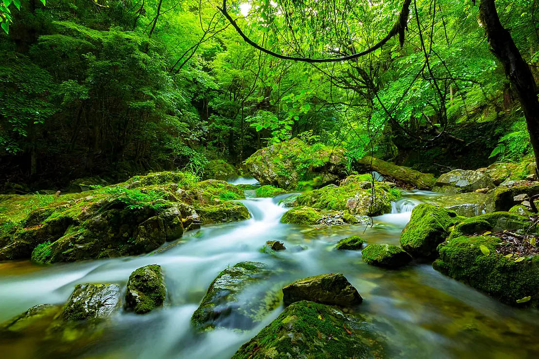 西の奥入瀬とも呼ばれる赤西渓谷の風景。苔むした岩の間を清流が流れ、周囲には青々とした木々が生い茂っている。