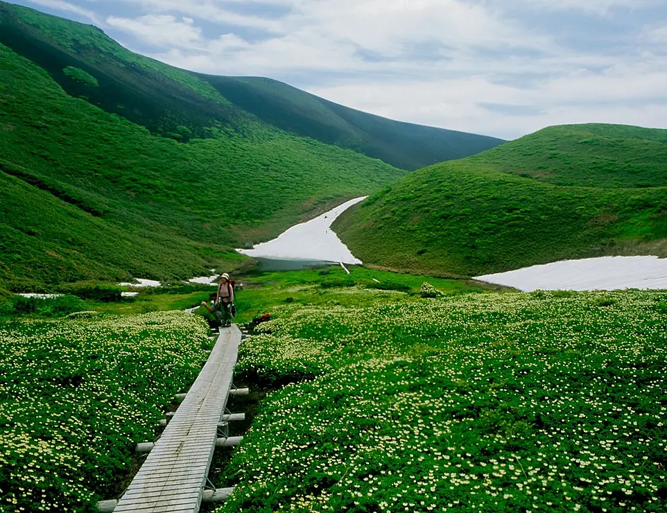 登山者が歩く木道の周囲に高山植物と雪渓が広がっている