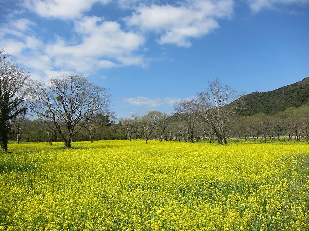 黄色い菜の花が一面に広がる