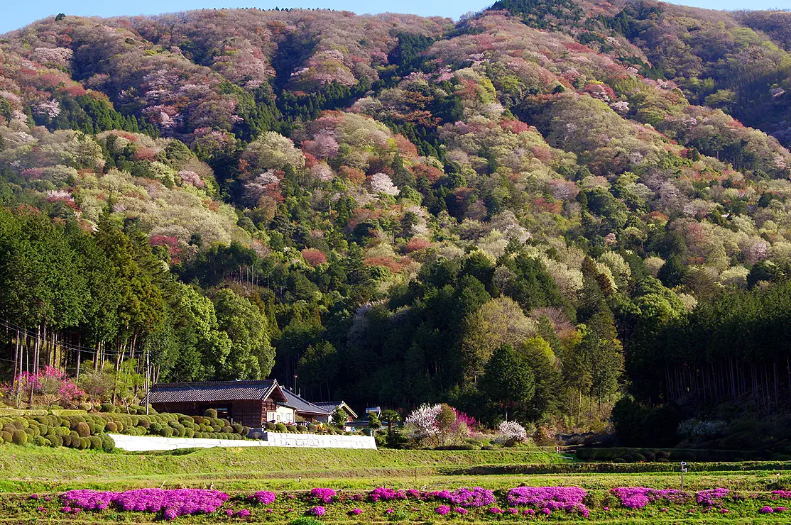 高峯と山桜