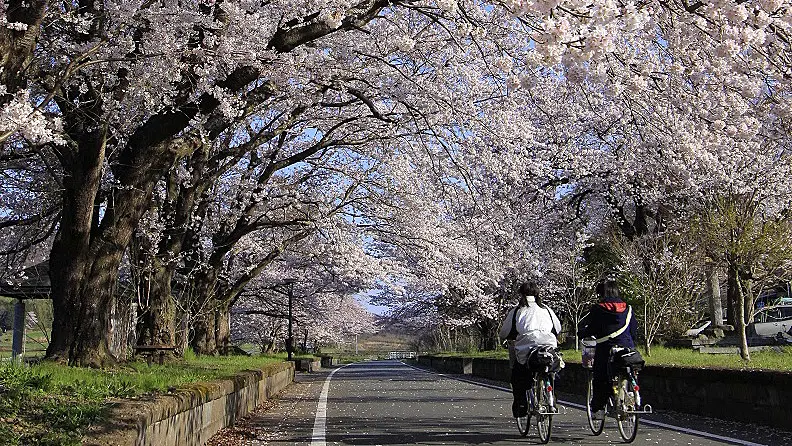 桜並木の中をサイクリング