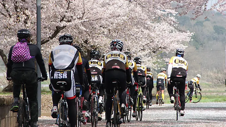 桜並木をサイクリング