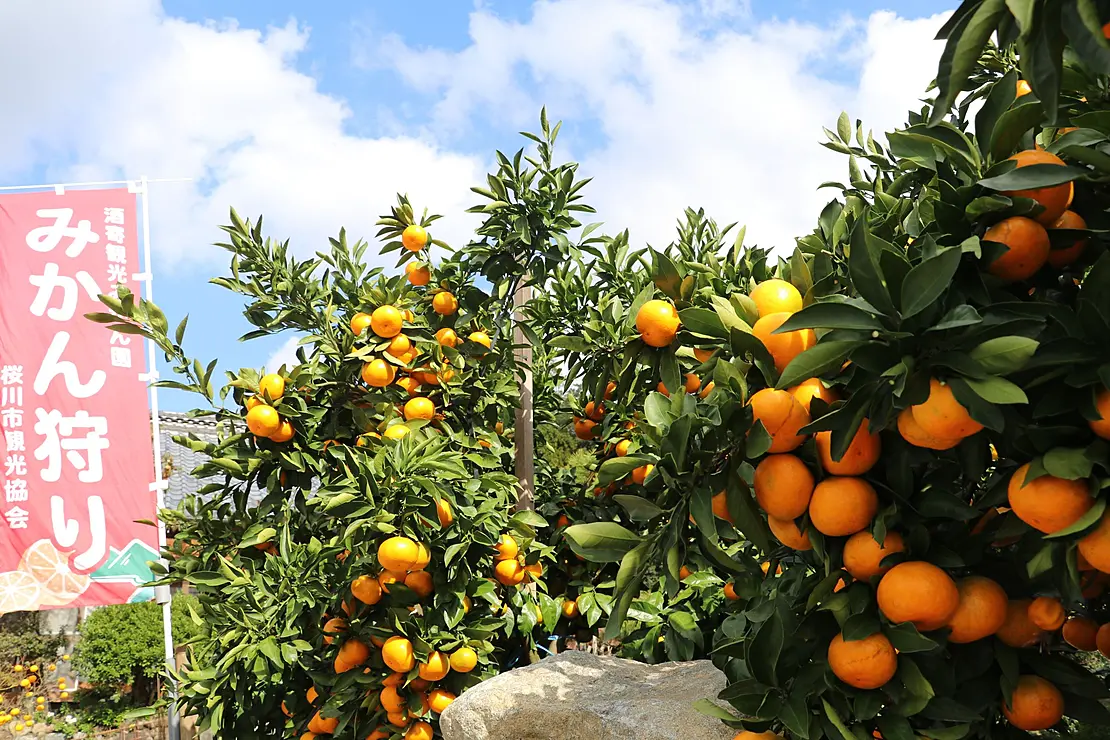 たわわに実るみかん