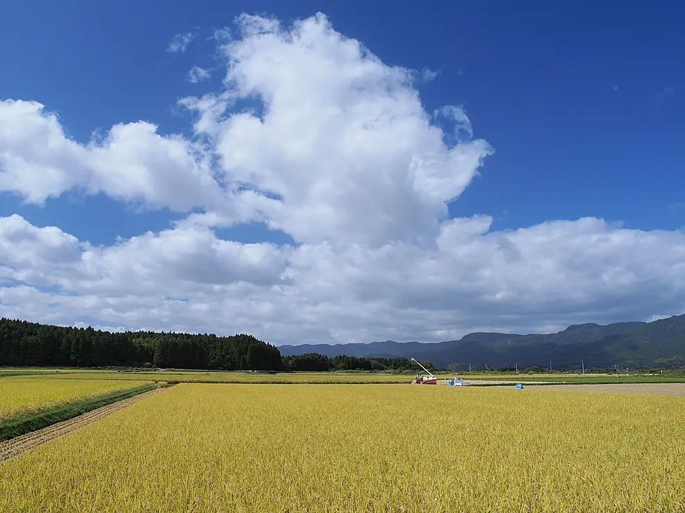 えびの産ヒノヒカリの米どころである、豊かな湧水と昼夜の気温差による美しい水田風景