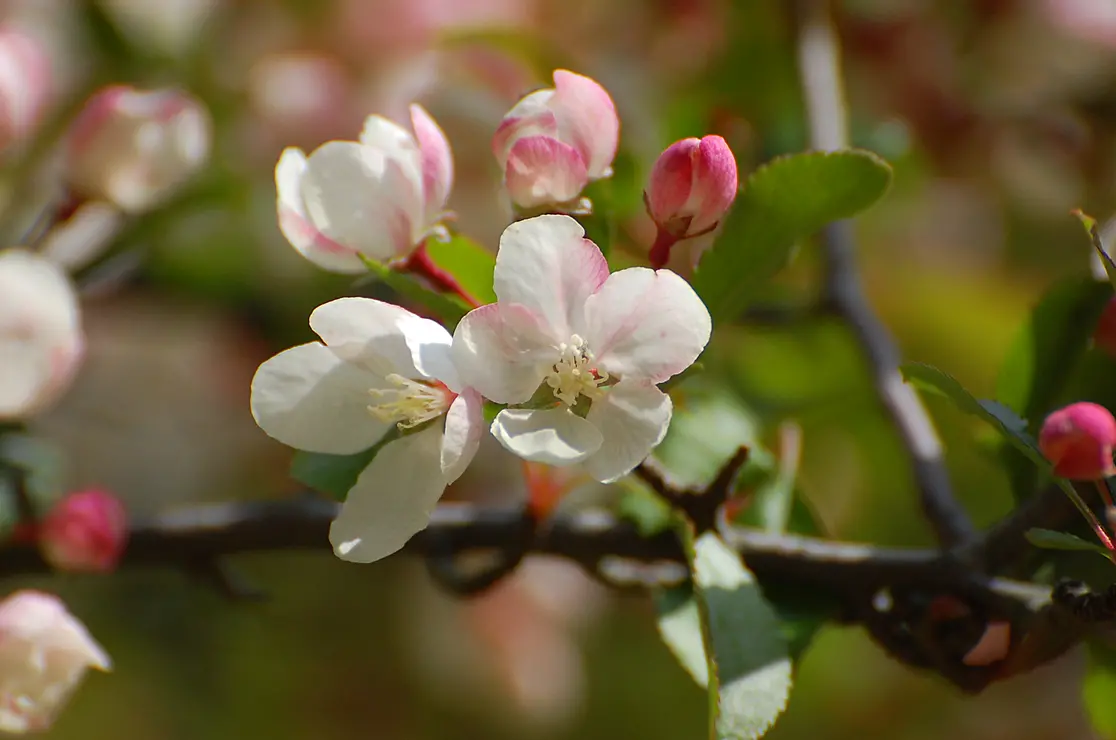えびの高原に自生する国の天然記念物「ノカイドウ」の薄ピンク色の花