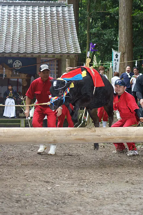 家畜の無病息災と豊作を願って牛が丸太を跳び越える様子