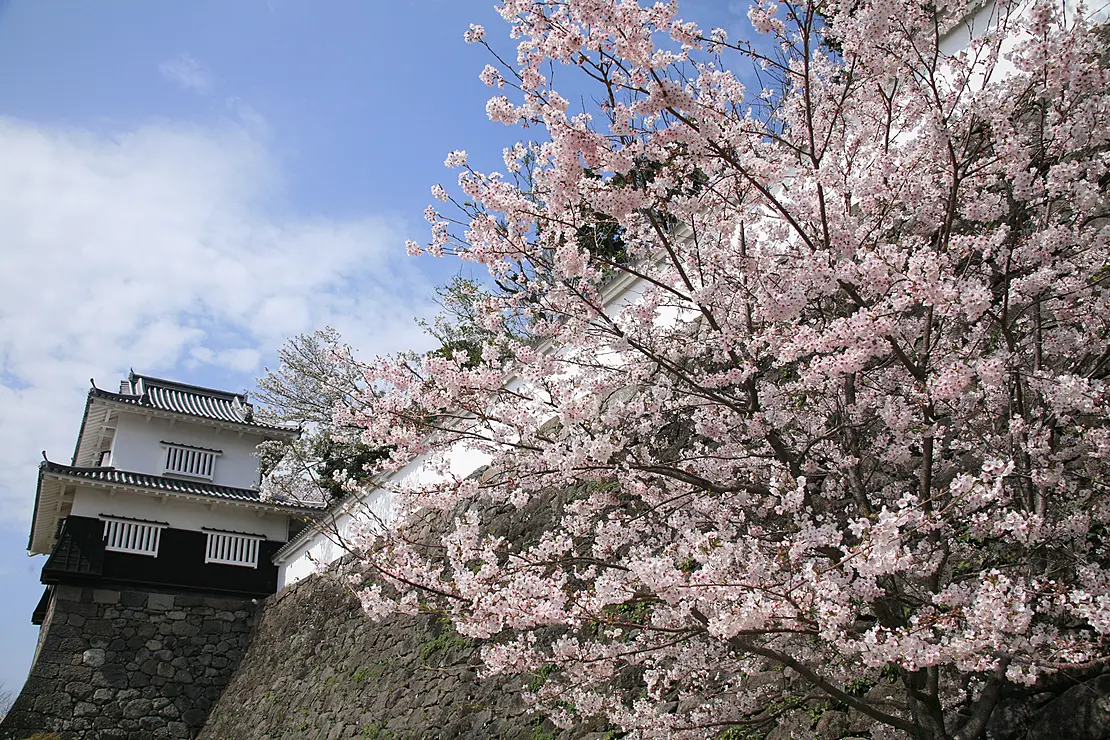 長崎県大村市の大村公園（玖島城跡）は、国指定天然記念物の「オオムラザクラ」と、城のシンボルである「板敷櫓（いたじきやぐら）」が共演する風光明媚なスポットです。