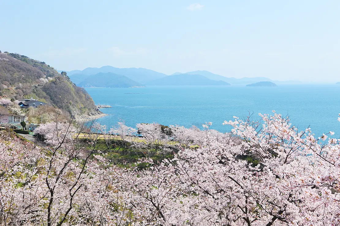 桜咲く赤穂御崎からの瀬戸内海の眺め
