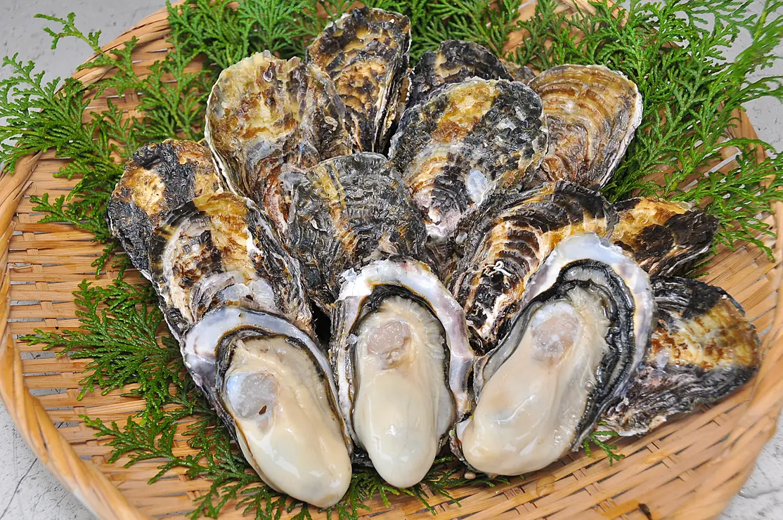 緑の葉を添えた新鮮な坂越かきの盛り合わせ