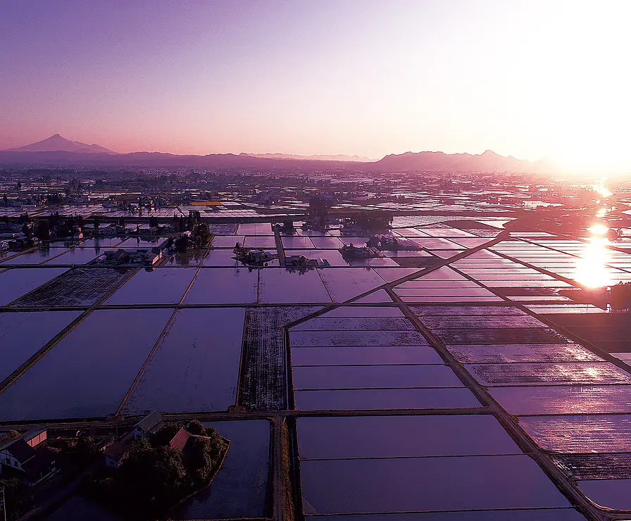 夕陽に照らされた水田