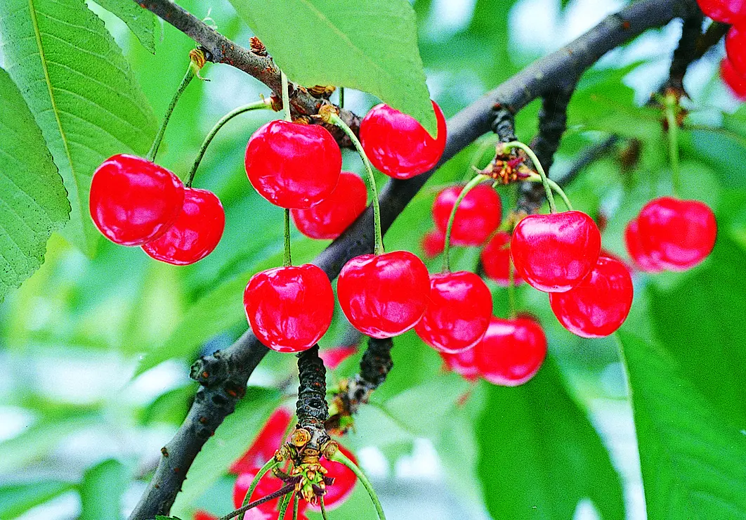 さくらんぼの実