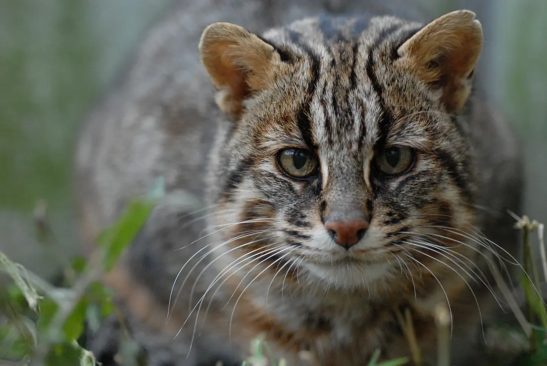 ツシマヤマネコは、日本では対馬のみに生息する国指定天然記念物。推定生息数は約100頭の絶滅危惧種で、国内希少野生動植物種に指定されている。