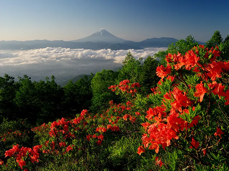満開のレンゲツツジと富士山