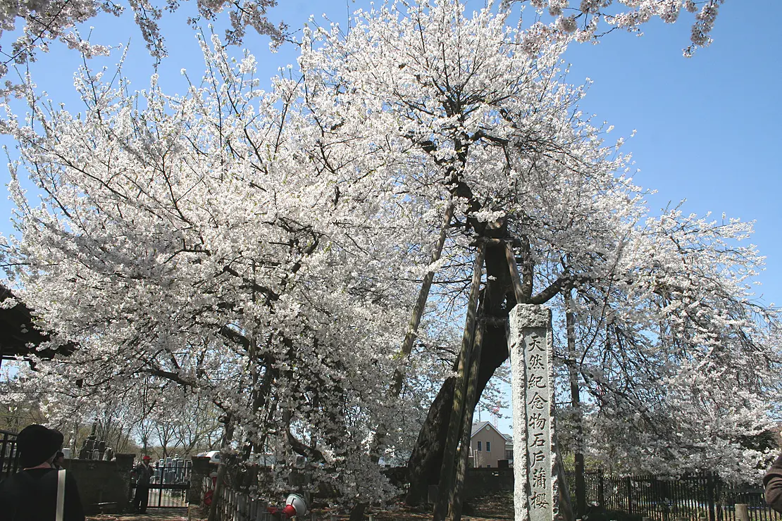 満開の桜