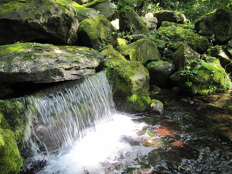 苔の美しい沢