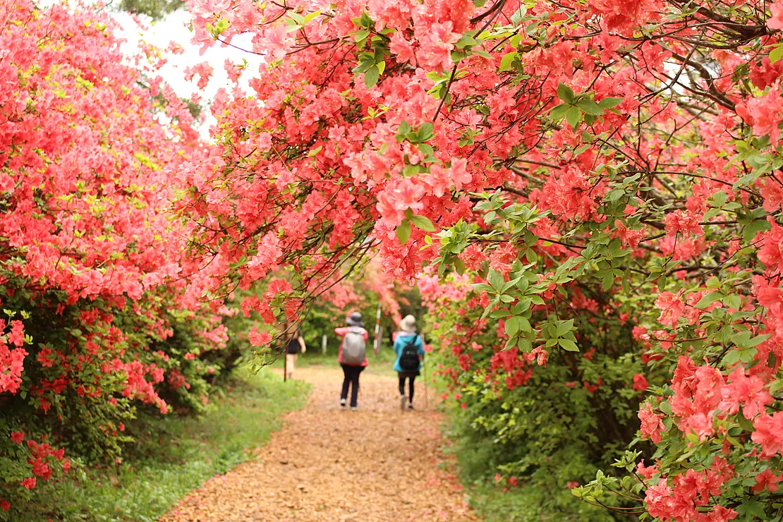 ツツジの群生のなかを歩く人