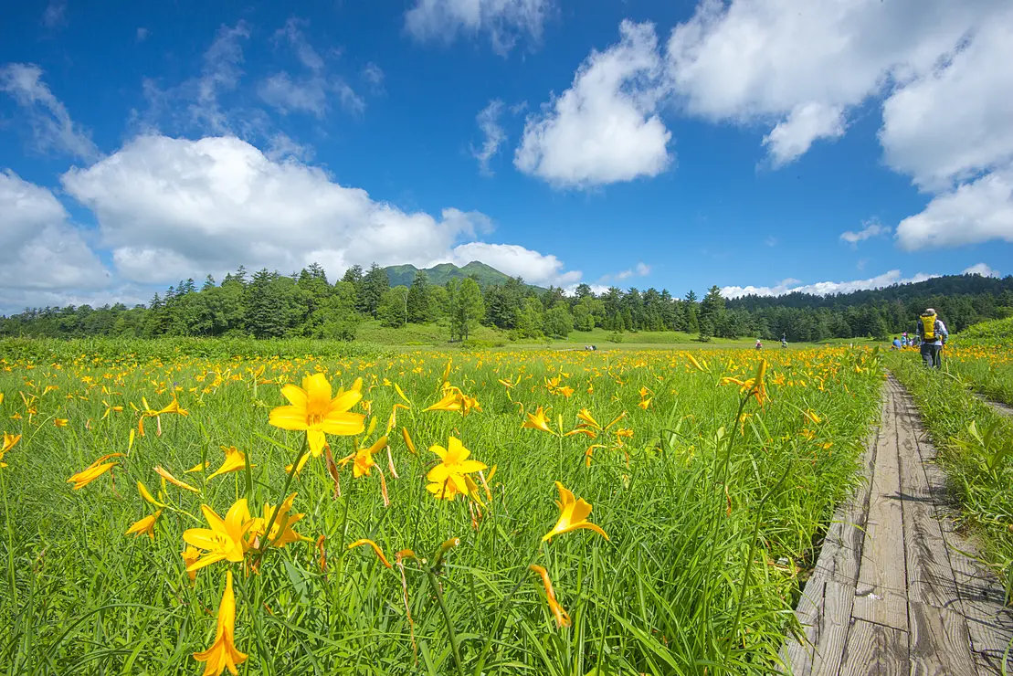 湿原に咲き誇る黄色い花々