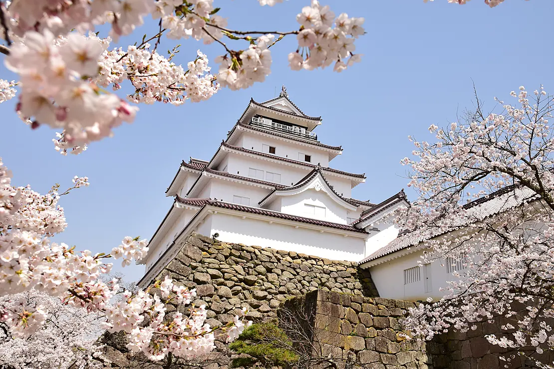 桜が咲き誇る会津若松城