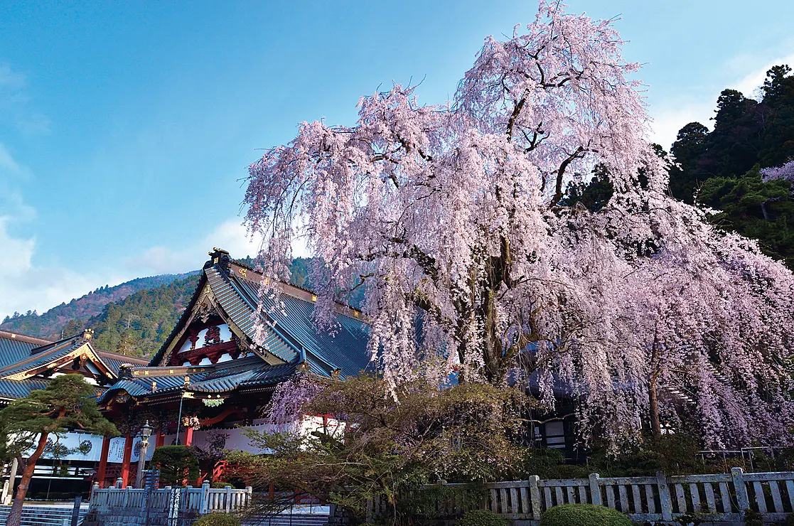 しだれ桜と身延山久遠寺