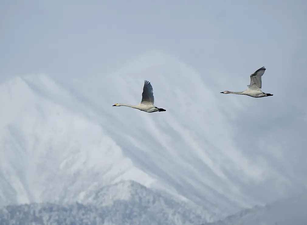 空を飛ぶ2羽の白鳥
