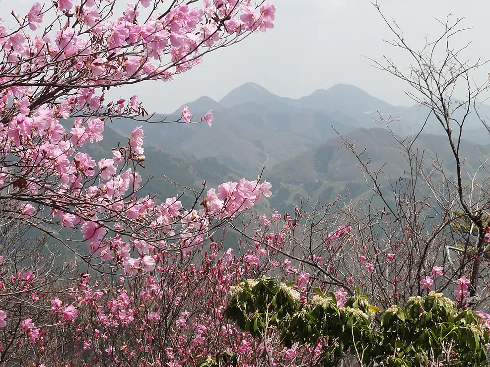 薄紫色に咲き誇るアカヤシオツツジ