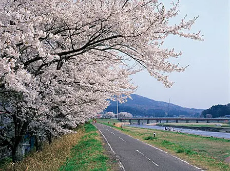 川沿いの桜並木とサイクリングロード