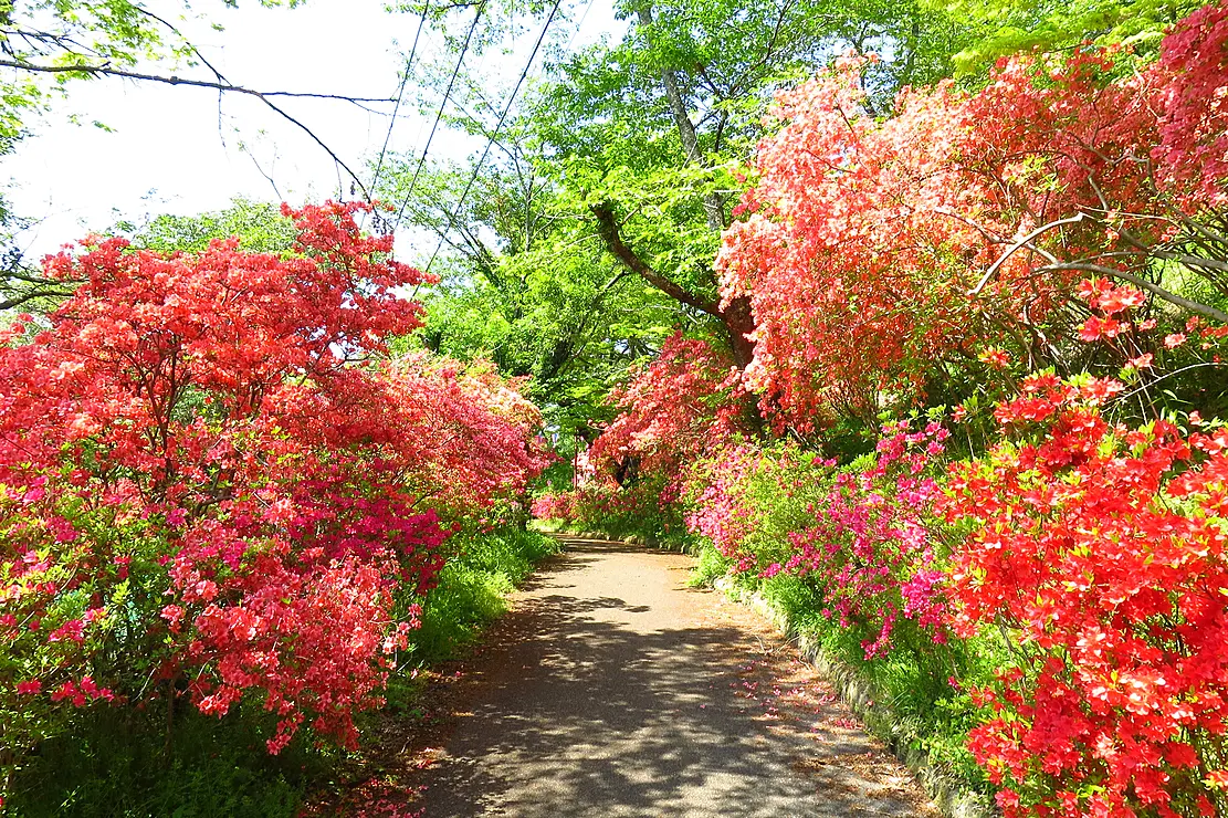 赤々と咲き誇るツツジ