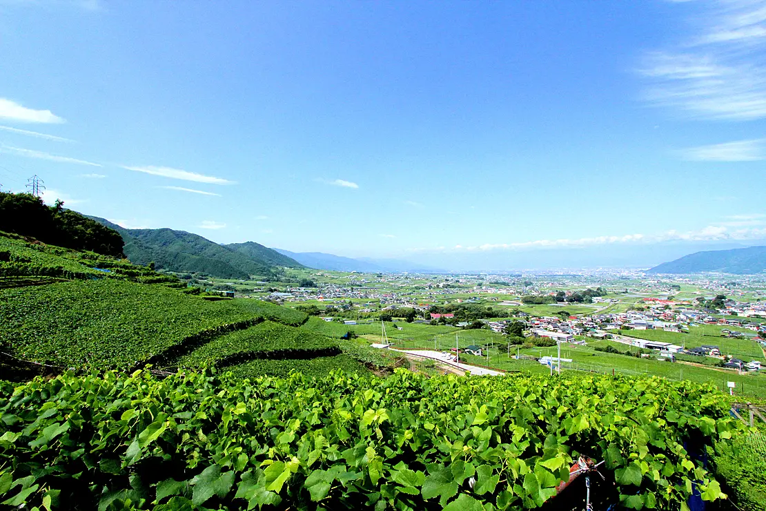 ぶどう畑を望む