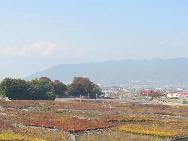 紅葉で色づいたぶどう棚