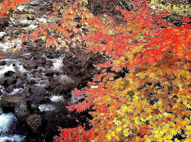 紅葉と川の流れ