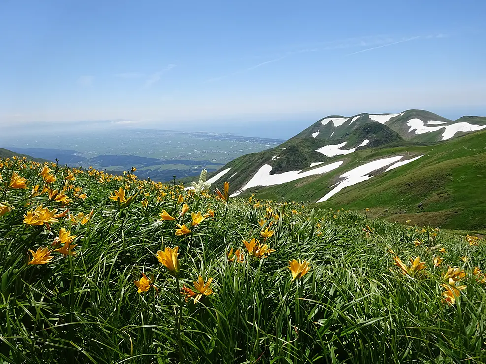 山の中に咲く高山植物