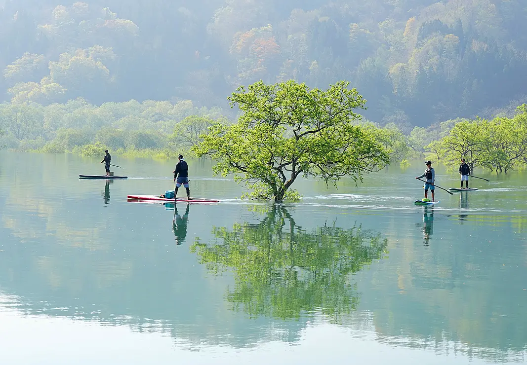 水没した木の間を進むSUP