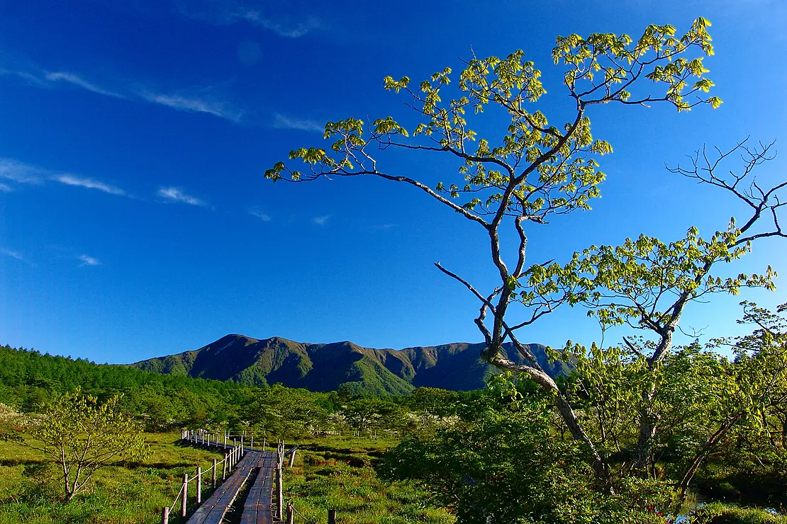 湿原に伸びる木道