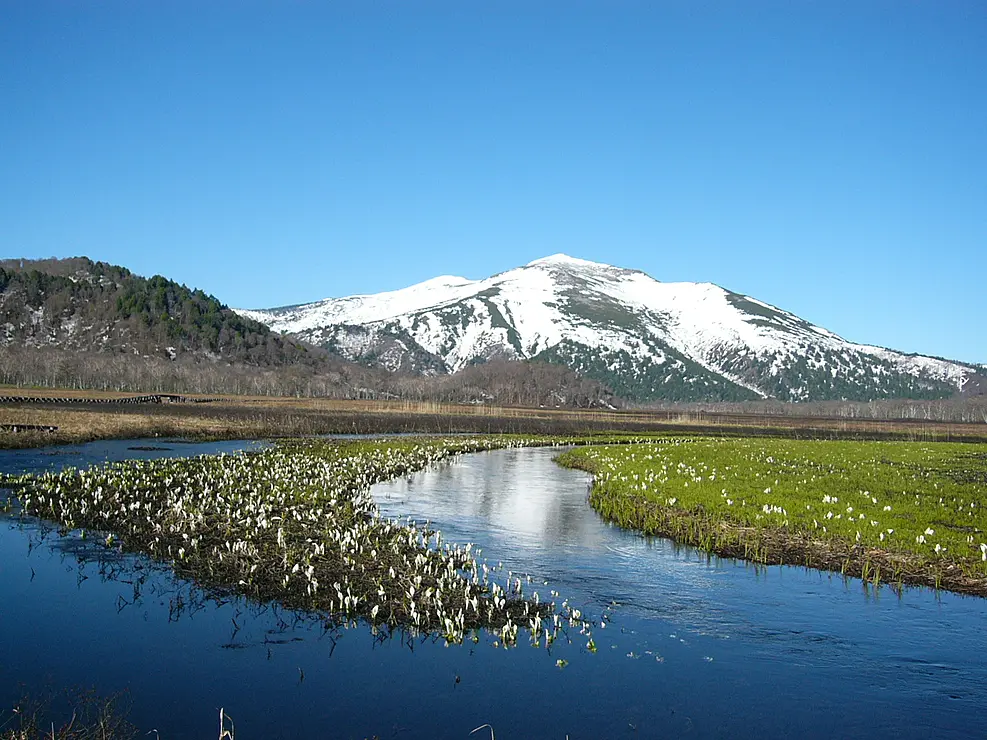 残雪の山とミズバショウが咲く湿原