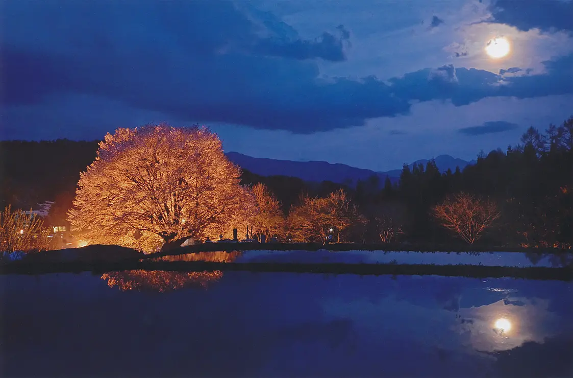 夜桜のライトアップ