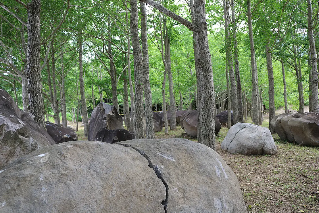 大きな岩が複数、木の間に並んでいる様子