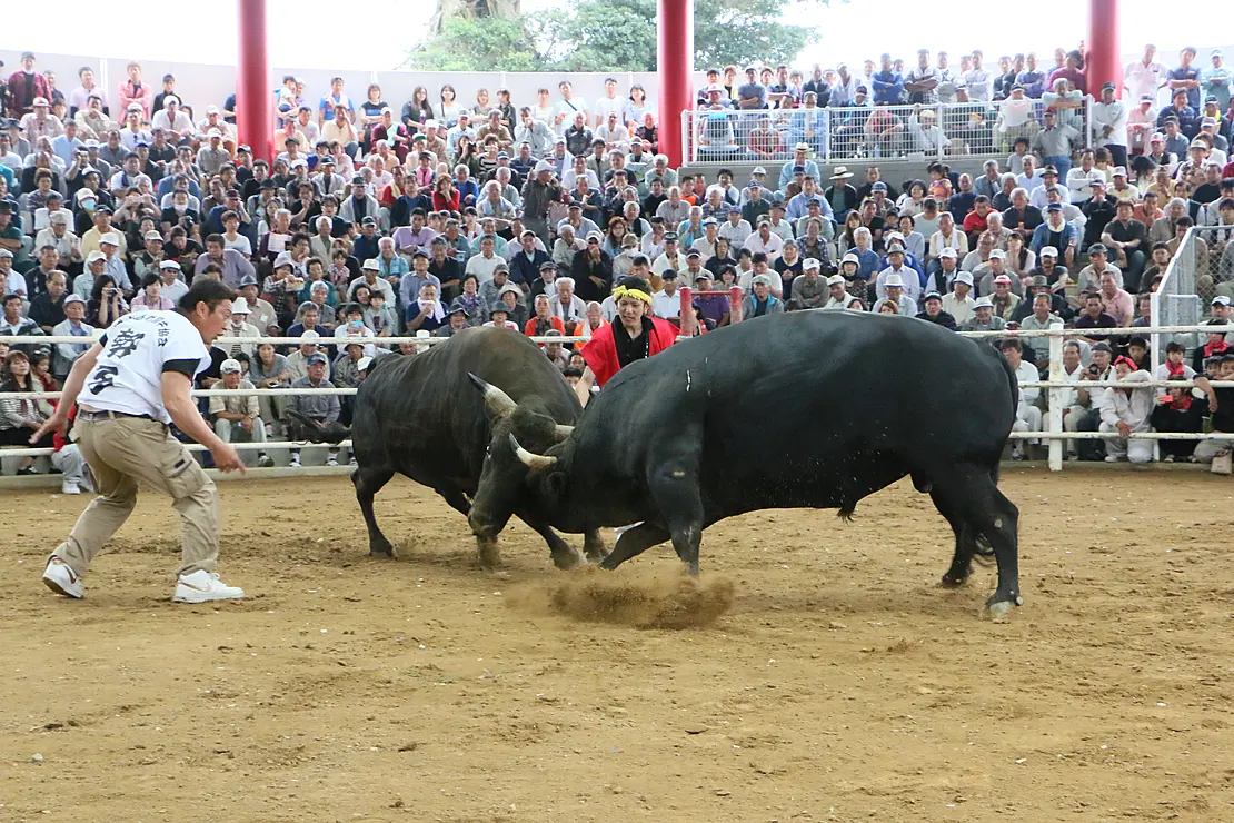 1トンクラスの牛2頭が頭突きでぶつかり合っており、周囲の階段状の観覧席からファンが熱狂的に見守る様子が写っています。