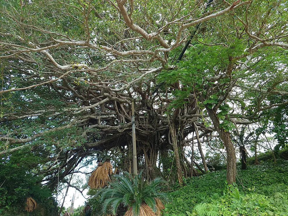 樹齢300年を超える巨木「阿権ガジュマル」の写真