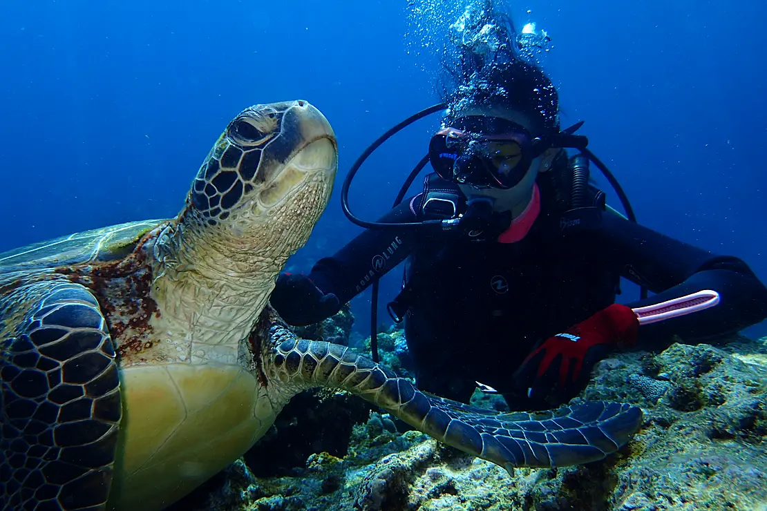 ダイビング中にウミガメ1匹を発見した水中写真