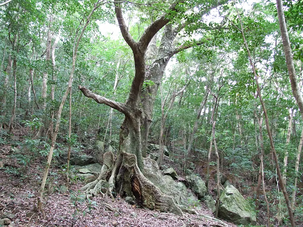 大きく発達した板根を持つオキナワウラジロガシの木の全景
