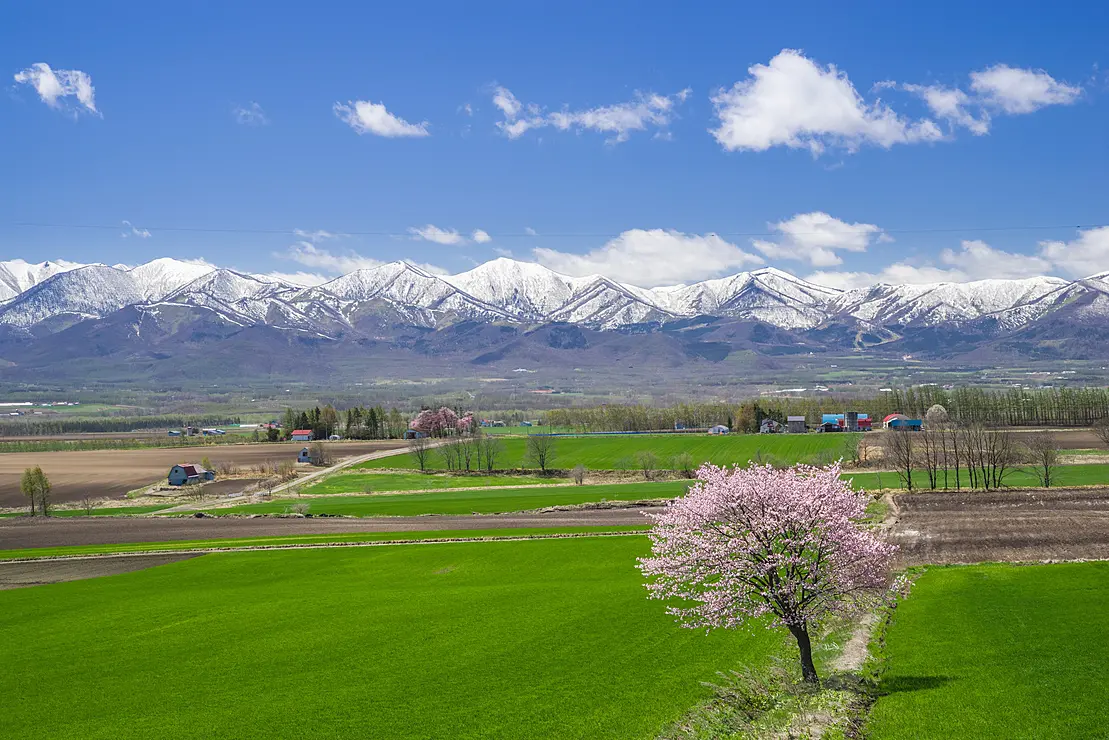 雪が残る日高山脈と緑の牧草地に立つ1本の桜