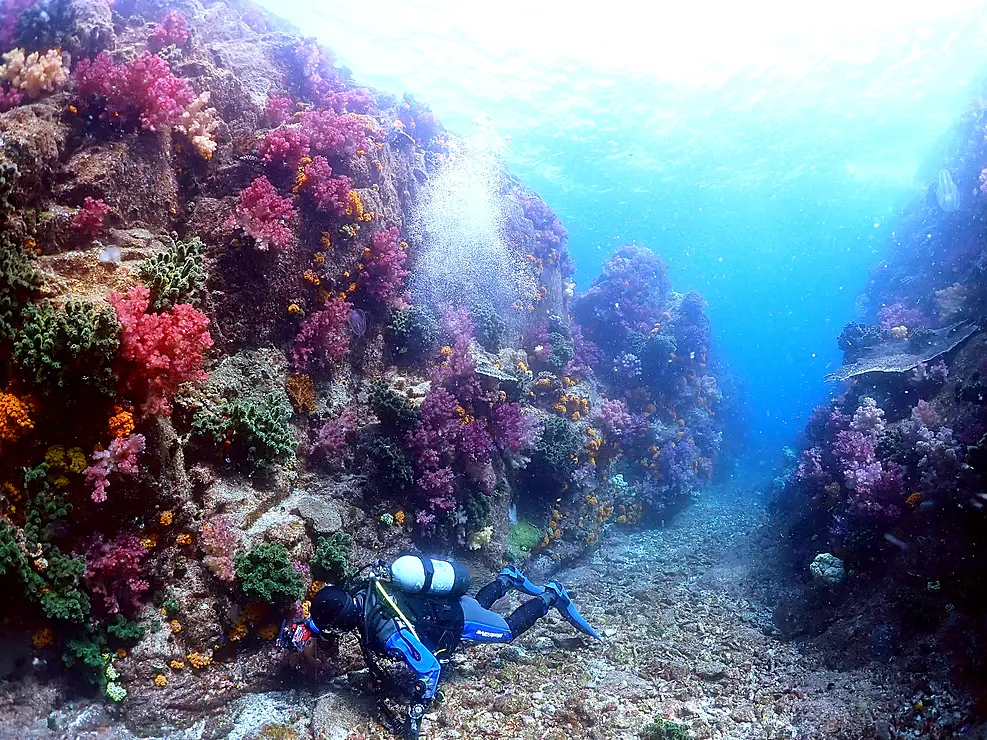 足摺宇和海国立公園のきれいな海をダイビング