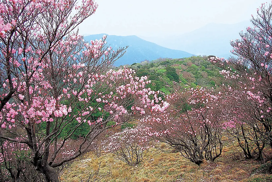 ピンクの鮮やかなツツジが山肌にさいている