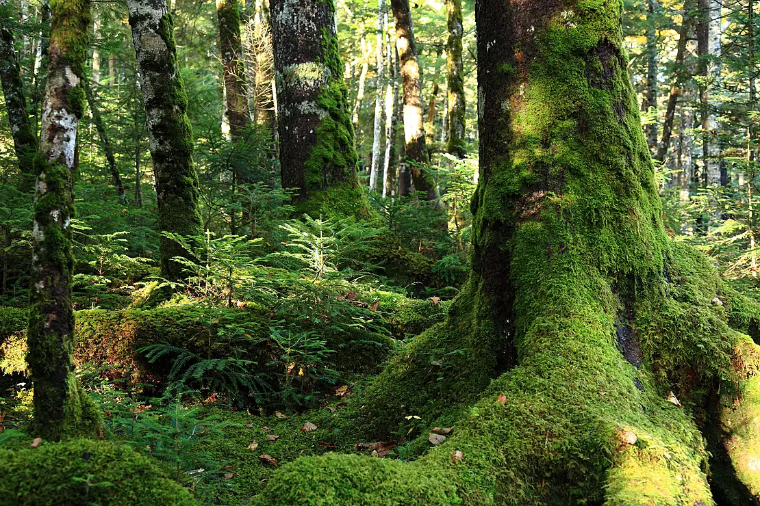 苔むした森