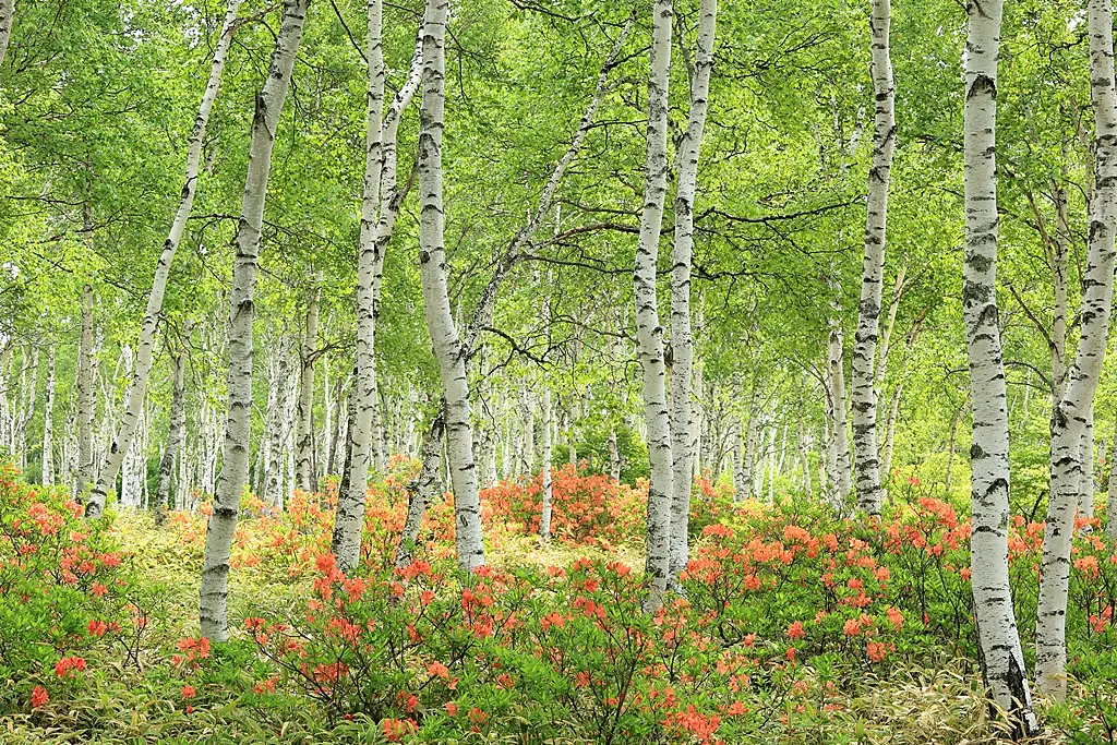 美しい白樺林とオレンジ色のつつじ