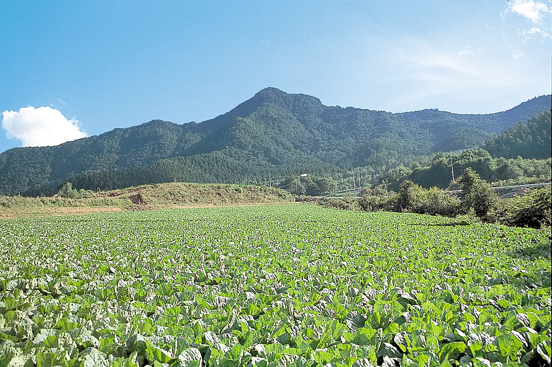 レタス畑と山
