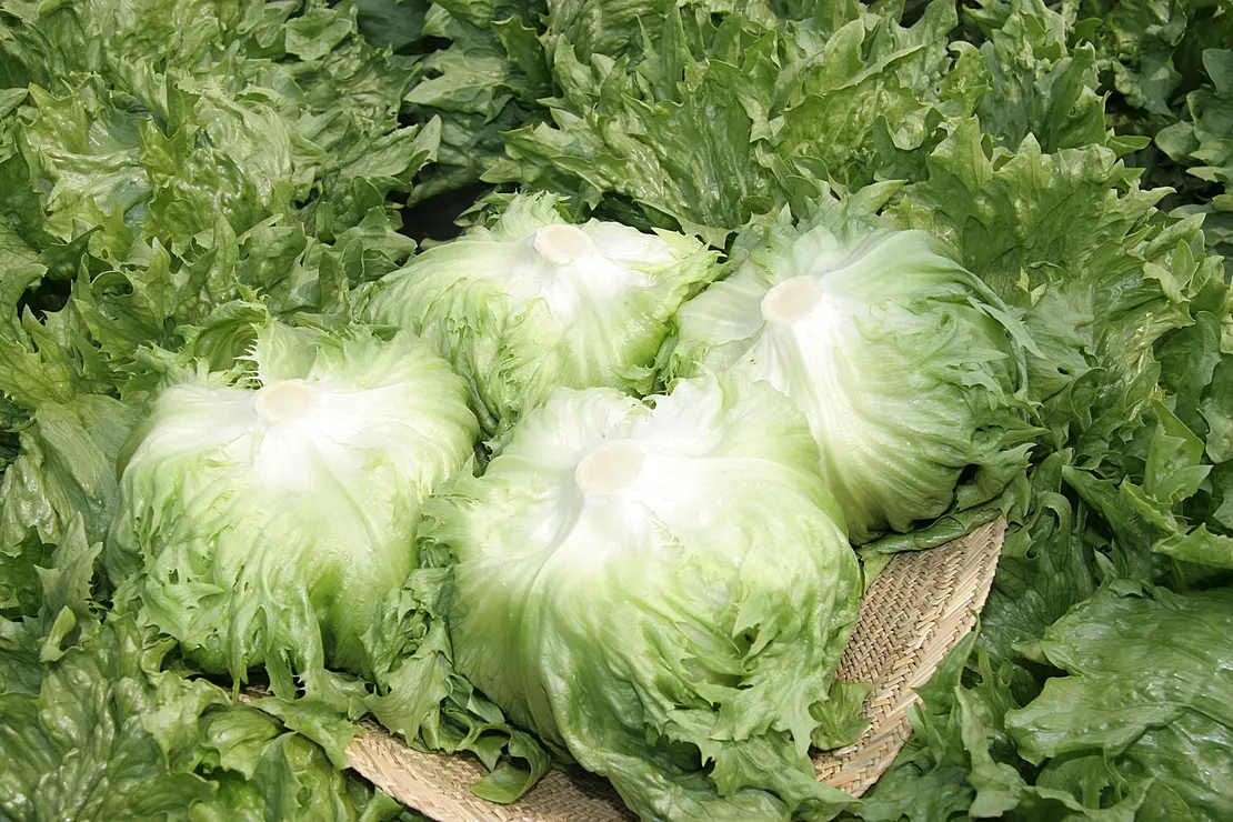 とれたてのレタス