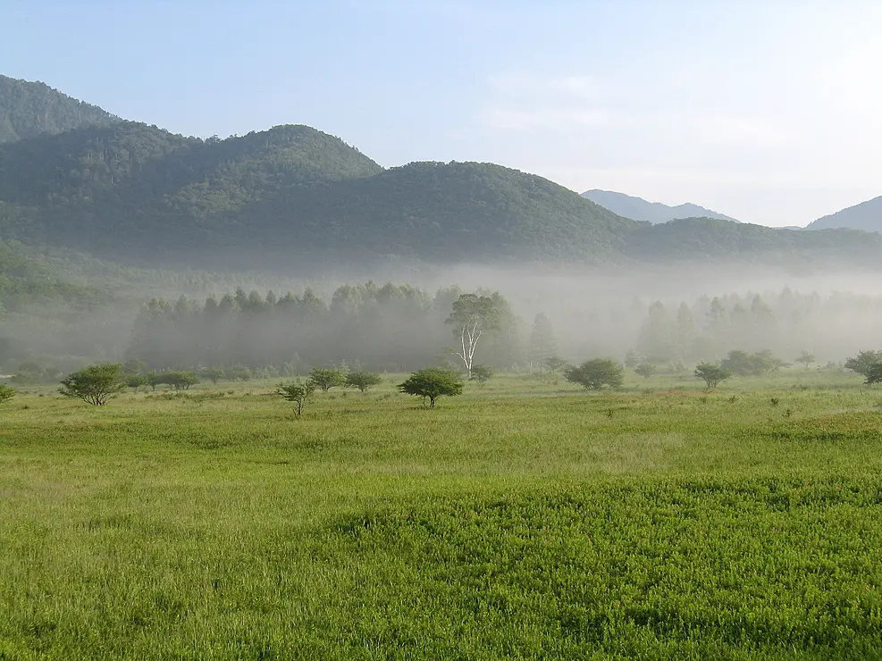 湿原と朝霧