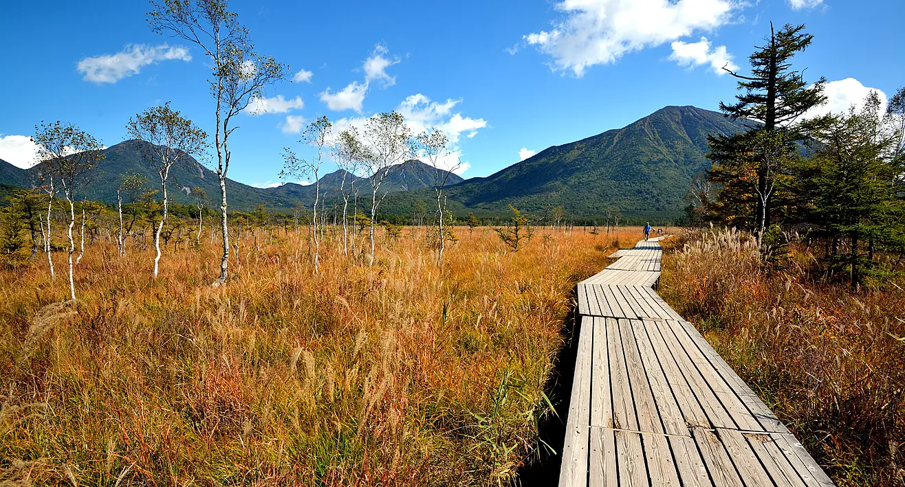 湿原に伸びる木道